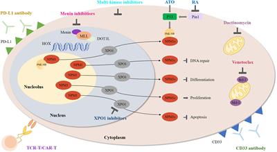 Targeted therapy in NPM1-mutated AML: Knowns and unknowns